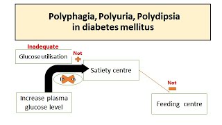 Polyuria Polyphagia Polydipsia in Diabetes mellitus [upl. by Paxton25]