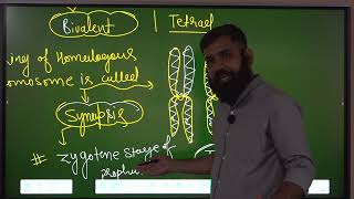 BIVALENT and TETRAD bivalent tetrad chromosome CELL CYCLE AND CELL DIVISION MEIOSIS foundation [upl. by Thomasina]