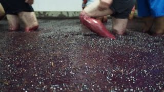 Making Port Wine in Portugals Douro Valley [upl. by Ravahs]