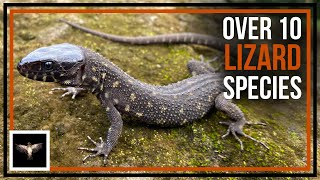 Looking for 10 Lizard Species Found in Panama [upl. by Aldercy]