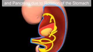 Digestive system development [upl. by Mosira491]