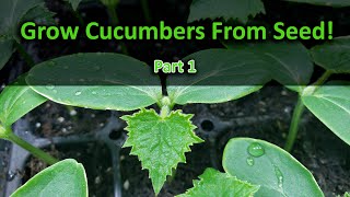 How To Grow Cucumbers Part 1  Seeding [upl. by Schlesinger82]