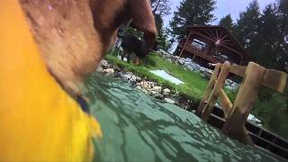 EzyDog DFD Dog Flotation Device  Kya Goes Swimming Pt 1 [upl. by Dlorag]