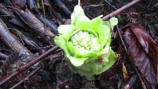 Petasites blooming on a Winter day in Canada [upl. by Oswald]