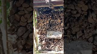 Honey bees 🐝 is the coming to original home villagelife organicfarming subscribemychannel [upl. by Harrak]