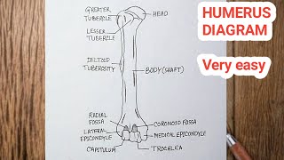 How To Draw Humerus Bone  Humerus Diagram Easy [upl. by Raffarty]