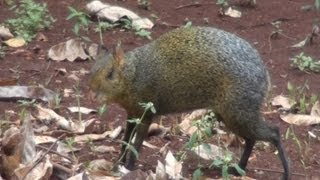 CUTIA DASYPROCTA AGOUTI DASYPROCTA AGUTI [upl. by Chappell]