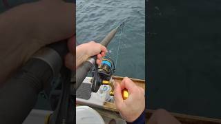 Live bait fishing for Kingfish fisheatrepeat nzfishing [upl. by Valdes]