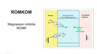 Fast Facts  Repletion of Magnesium before Potassium [upl. by Mil828]