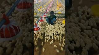 Chicks happy 😊🐥 poultry viralshorts viral shorts shortsvideo ytshorts trending chicks [upl. by Suirada]