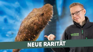 Es wird haarig  NEUE RARITÄT in unserer ANLAGE [upl. by Nnairrek]