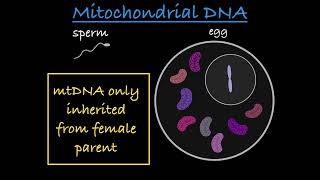 NonNuclear Inheritance Explained [upl. by Russi]