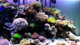 My LPS dominated reef tank  Full view closeup [upl. by Ever]