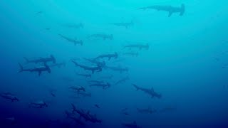 Teaser  Malpelo The Island of the Hammerhead Sharks [upl. by Ettigdirb644]