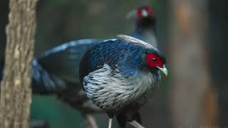 SilverPheasantshortsSoutheastAsiaWildlifeAnimalSurvivalExoticBirds [upl. by Gupta]