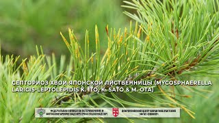 Септориоз хвои японской лиственницы Mycosphaerella laricisleptolepidis K Ito K Sato amp M Ota [upl. by Haidebez]