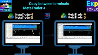 ✅️Easy Forex Copy Trading Expert Adviser MT4 👨‍💻FREE DOWNLOAD [upl. by Genia]