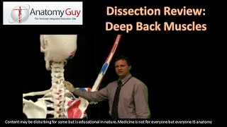 Dissection Review Deep Back Human Anatomy [upl. by Picardi]