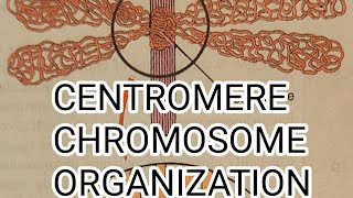 CENTROMERE  CHROMOSOME ORGANIZATION  CYTOGENETIC [upl. by Livvyy]