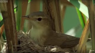 Cuckoo Hijacks Warbler Nest  Natural World  BBC Earth [upl. by Adoh]