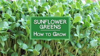 How to Grow Sunflower Sprouts A Tasty ChorophyllRich Protein Source [upl. by Fletch]