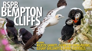 Bempton Cliffs  Bempton Cliffs  Gannets Puffins and more [upl. by Siver]