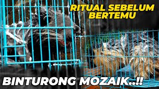 PERSIAPAN PENJODOHAN LAGI BINTURONG MOZAIK JAUH LEBIH SANGAR [upl. by Sherrie]