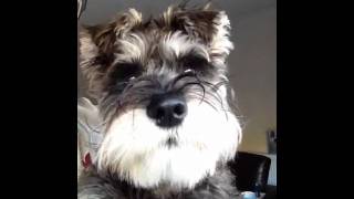 Miniature Schnauzer Making Cute Noises [upl. by Orimlede]