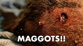 MAGGOTS Crawling Out of Dog [upl. by Airyt491]