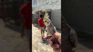 Hand Tamed Cockatiel ko aaj firse master Cage Open Birds Aviary me le kar gye cockatiel parrot [upl. by Atolrac]