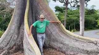 In the Garden with Dewey The Kapok Tree Ceiba pentandra [upl. by Arreic]