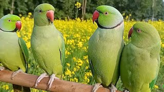 Ringneck Talking Parrot Natural SoundsVoice [upl. by Burhans661]