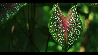 Colocasia xui Araceae a New Species from Xizang China [upl. by Benedikta2]