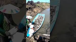 jual ikan gabus ratusan kilo fishing ikangabus racunikan [upl. by Reffineg]