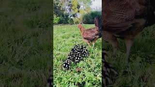 Motherly love chicken mama cares for brood chicken mother chicken family chicken momyoutube [upl. by Fern80]