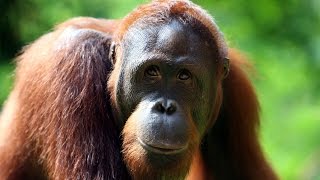 Can We Save Orangutans [upl. by Liebman441]