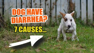 🐶 ¿WHAT can CAUSE your dog to have DIARRHEA 💩 7 Reasons [upl. by Cary]