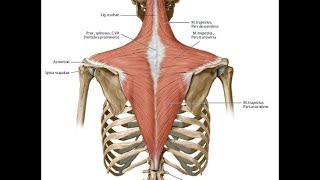 How and why to strengthen the upper trapezius and common pitfalls [upl. by Bound]