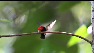 Red capped Manakin Moonwalk Dance Costa Rica [upl. by Aleihs]