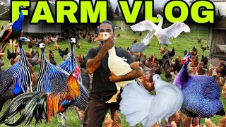 FARM VLOG తెలుగులో  pp farm Telugu  exotica birds farm telugu ppfarmtelugu [upl. by Irrep]