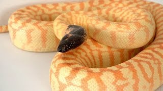 Blackheaded pythons  K Brothers Pythons ep 10 [upl. by Largent]