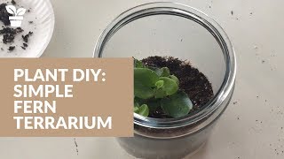 Simple Terrarium  Fern Terrarium  Glass Terrarium Set Up [upl. by Sansbury679]