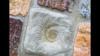 AliceART Gartenweg selber machen mit selbst gegossenen Steinen Garden Path with selfcasted Stones [upl. by Nodmac]