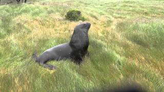 a Sea Lion roar [upl. by Nnylirej368]