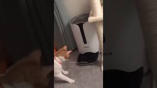 cats funny hotcat funnypets werecat [upl. by Cleopatre]