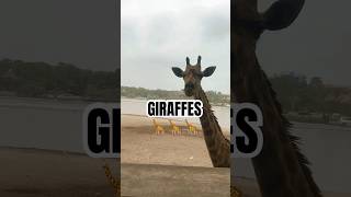 Giraffes in real Life Giraffes Zoo Thailand miccapark animals godscreations beautifullife [upl. by Eux]