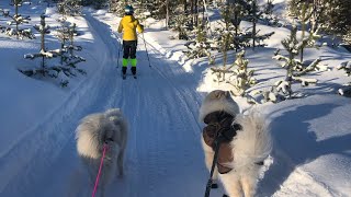 Skijöring with Samoyeds and Kleinspitz [upl. by Kcirre]