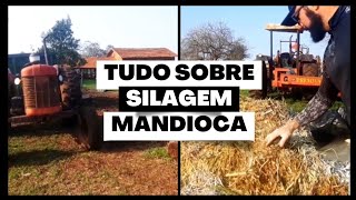 FINALIZANDO A SILAGEM DA RAMA DE MANDIOCA FICOU TOP O GADO COME DE MAIS ðŸ¤ ðŸ„ [upl. by Annua]