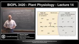 BIOPL3420  Plant Physiology  Lecture 14 [upl. by Nolrak]