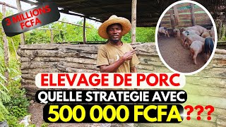 Comment se Lancer dans Lélevage de Porc Avec un Budget de 500 000 FCFA [upl. by Arv140]